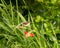 Female Loten\\\'s sunbird perched on a plant in the garden