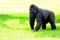 Female lowland gorilla in green grass