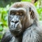 Female Lowland Gorilla Looking Serious or Bored