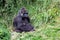 Female lowland gorilla with newborn