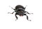 Female Lucanus cervus (stag beetle)