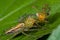 Female Lynx spider eating male lynx spider