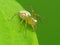 Female Lynx Spider On Green Leaf