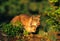Female Lynx Teching Kitten to Hunt