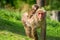 Female macaque with baby on her back