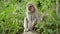 Female macaques in the jungles of Asia