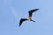 Female Magnificent Frigate bird in Flight, Central America