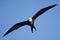 A female magnificent frigate bird flying overhead