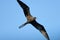 A female magnificent frigatebird