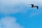 Female magnificent frigatebird flying against a blue sky background