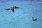 Female Magnificent Frigatebird  flying near Santa Fe Island, Galapagos National Park, Ecuador