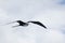 Female Magnificent Frigatebird  Fregata magnificens  in flight