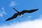 Female magnificent frigatebird soars overhead