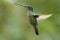 Female Magnificent Hummingbird in Costa Rica