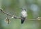 Female, Magnificent hummingbird Eugenes fulgens, Costa Rica