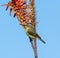 Female Malachite Sunbird