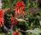 Female Malachite Sunbird