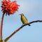 Female Malachite Sunbird