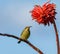 Female Malachite Sunbird