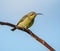 Female Malachite Sunbird