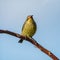 Female Malachite Sunbird