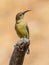 Female Malachite Sunbird