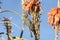 Female Malachite Sunbird Nectarinia  famosa feeding on aloe flower, Western Cape, South Africa