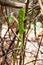 Female malagasy chameleon Furcifer oustaleti