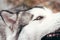 A female Malamute with beautiful intelligent brown eyes. Portrait of a charming fluffy gray-white Alaskan Malamute close-up.