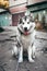 Female Malamute, a huge friendly Northern sled dog breed. Grey fluffy Alaskan Malamute sits and rests in the Park on the paved