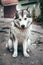 Female Malamute, a huge friendly Northern sled dog breed. Grey fluffy Alaskan Malamute sits and rests in the Park on the paved