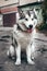 Female Malamute, a huge friendly Northern sled dog breed. Grey fluffy Alaskan Malamute sits and rests in the Park on the paved