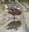 Female malard duck