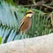 Female Malayan Banded Pitta