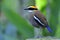 Female Malayan Banded Pitta Hydrornis irena Most wanted colorful bird endemic to southern Thailand standing on clean rock