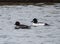 A Female and Male Common Goldeneyes