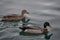 Female and male ducks on water surface