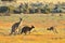 Female and male eastern grey kangaroos Macropus giganteus, Coorong National Park Australia