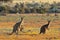 Female, male and joey eastern grey kangaroos Macropus giganteus, Coorong National Park Australia