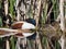 Female And Male Mallards Or Anas Platyrhynchos