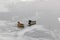 Female and male mallards in the middle of the young floating ice on the water surface