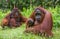 Female and male orangutan sitting on the grass. Indonesia. The island of Kalimantan Borneo.