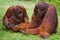 Female and male orangutan sitting on the grass. Indonesia. The island of Kalimantan Borneo.