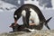 Female and male penguin Gentoo during