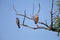 Female and male  red footed falcon