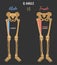 Female and male skeleton differences