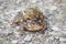 Female and male toads breeding on the ground, Spain