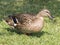 Female mallard