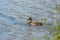 Female mallard Anas Platyrhynchos swims on a lake surface. The most common and famous wild duck species. There are bush branches