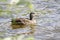 Female Mallard Anas platyrhynchos swims in the lake. Wild ducks in the natural environment.